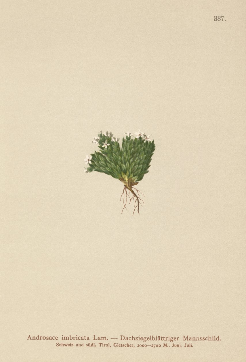 Androsace imbricata (Androsace imbricata, Aretia imbricata) da German School