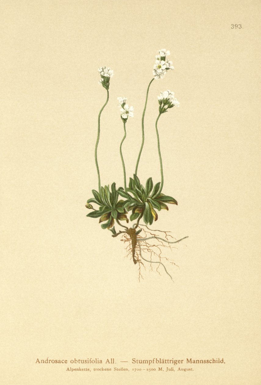 Androsace ottusifolia (Androsace obtusifolia) da German School