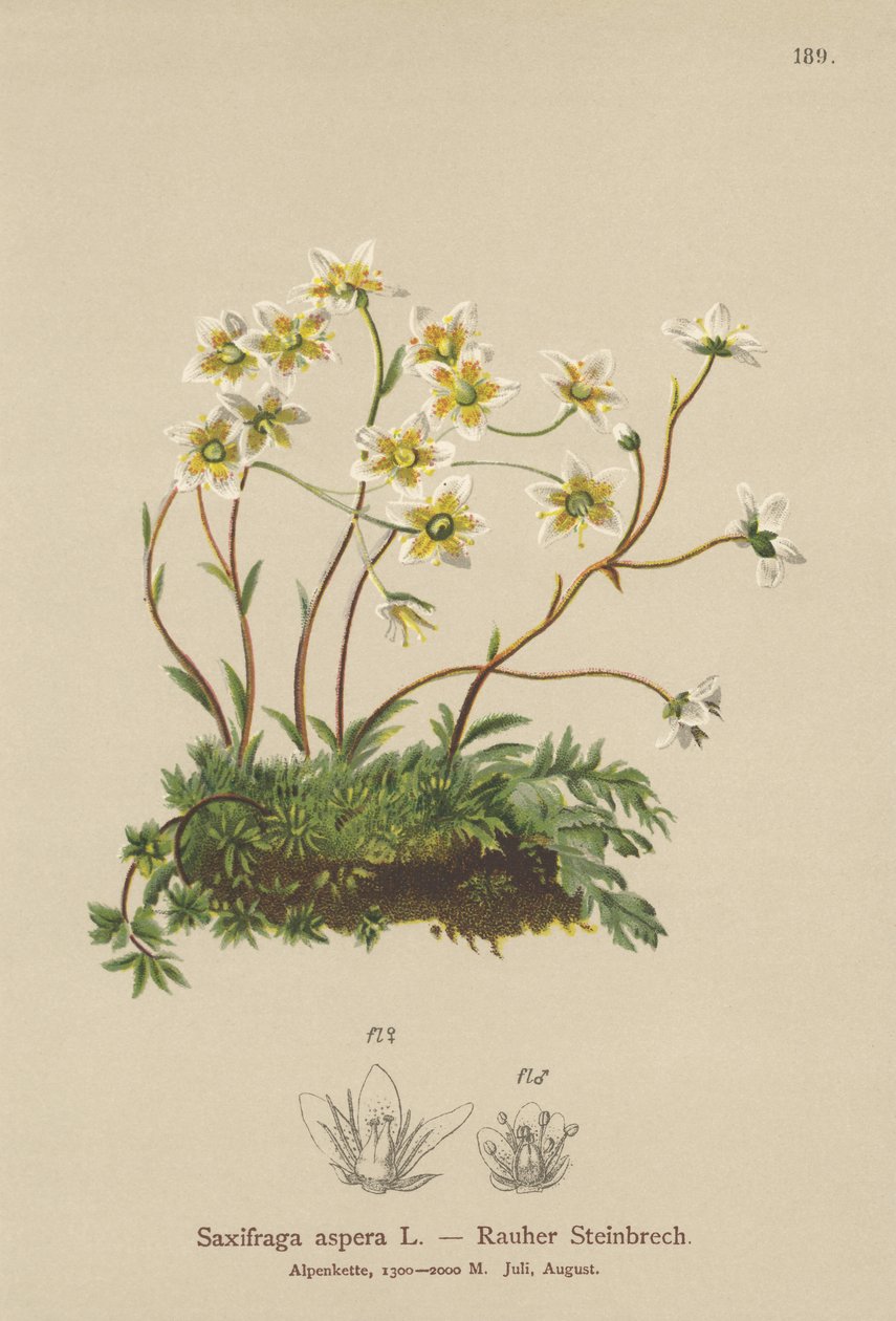 Sassifraga ruvida (Saxifraga aspera) da German School