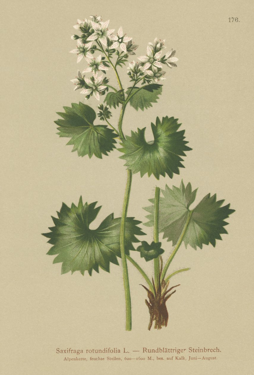 Sassifraga a foglie rotonde (Saxifraga rotundifolia) da German School