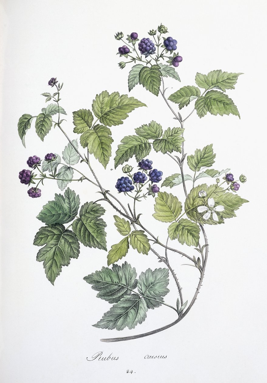 Rubus caesius, 1811-1818 da German School