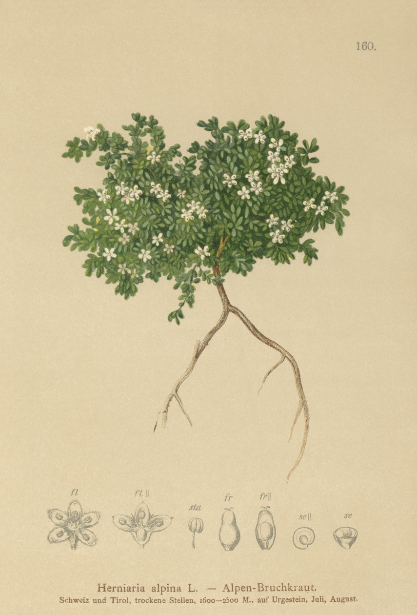 Erniaria alpina (Herniaria alpina, Herniaria ciliolata) da German School