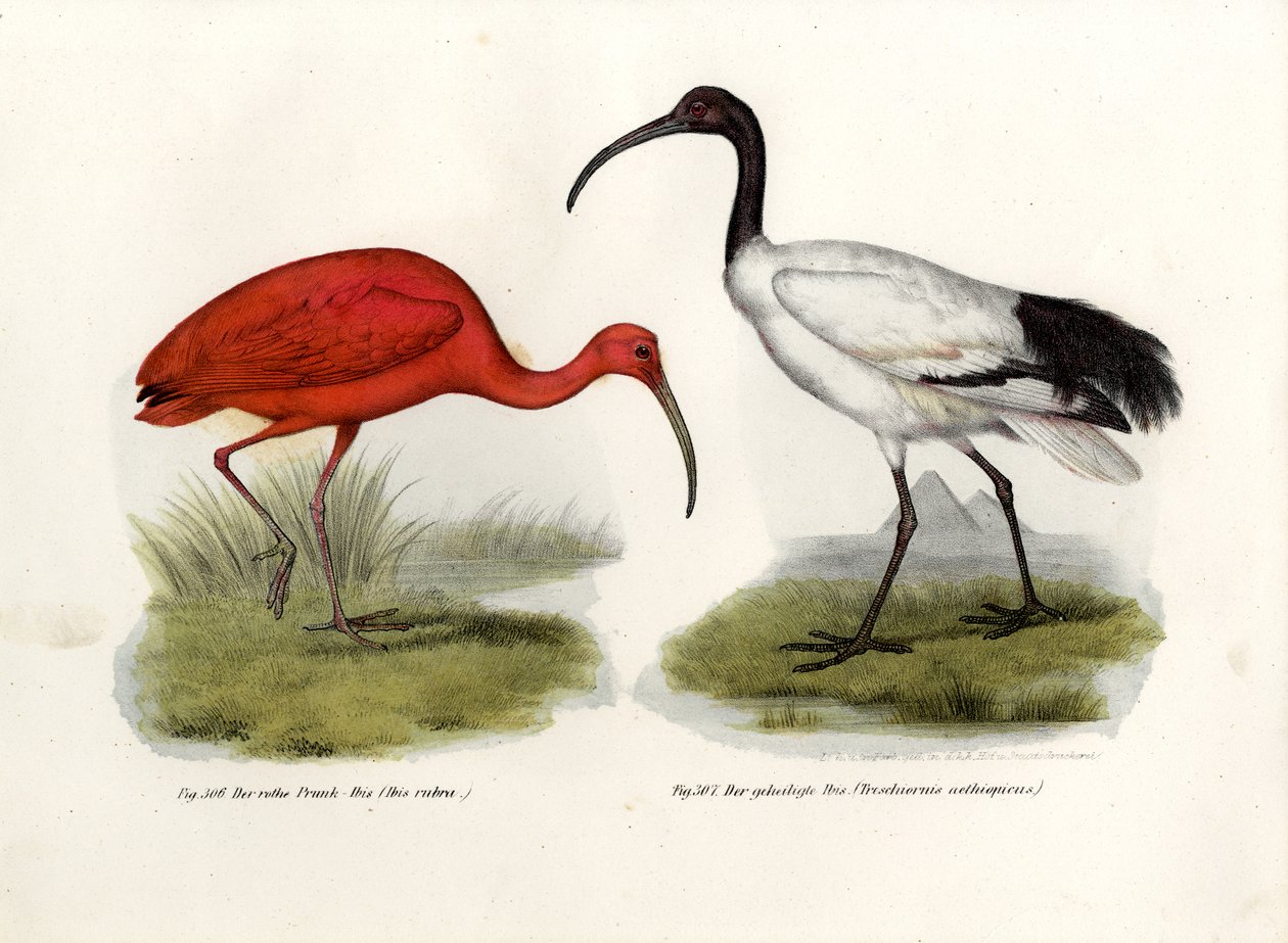 Ibis scarlatto da German School