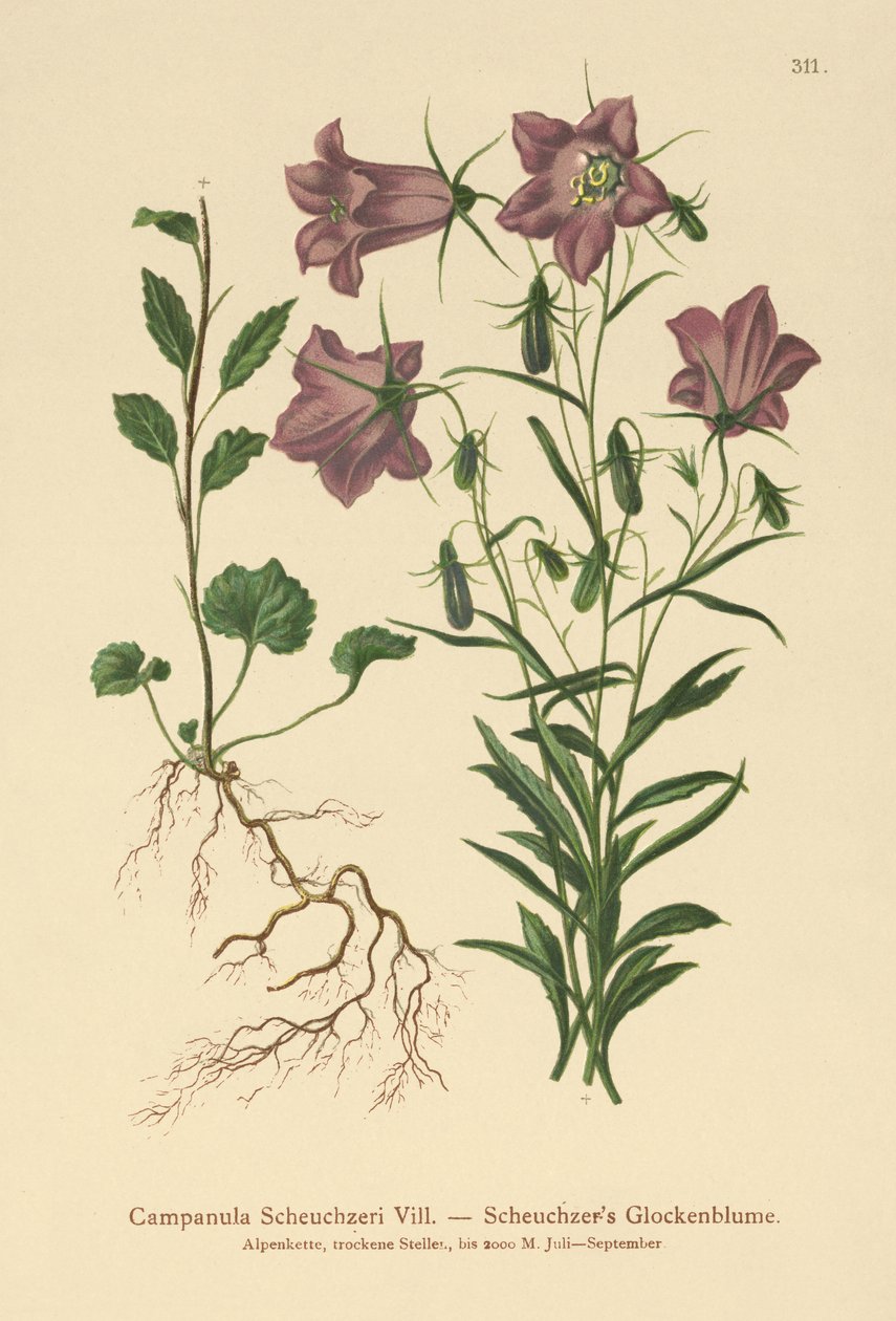 Campanula di Scheuchzer (Campanula Scheuzeri) da German School