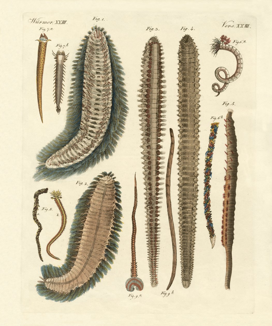 Vermi marini (incisione colorata) da German School