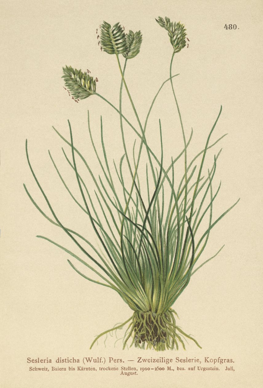 Sesleria disticha da German School