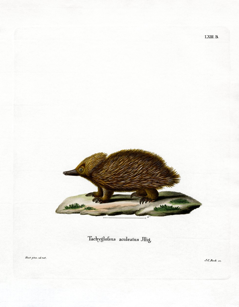 Echidna dal Becco Corto da German School
