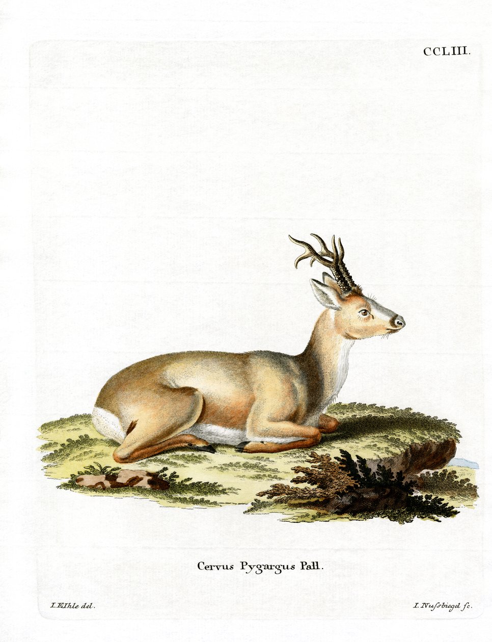 Capriolo siberiano da German School