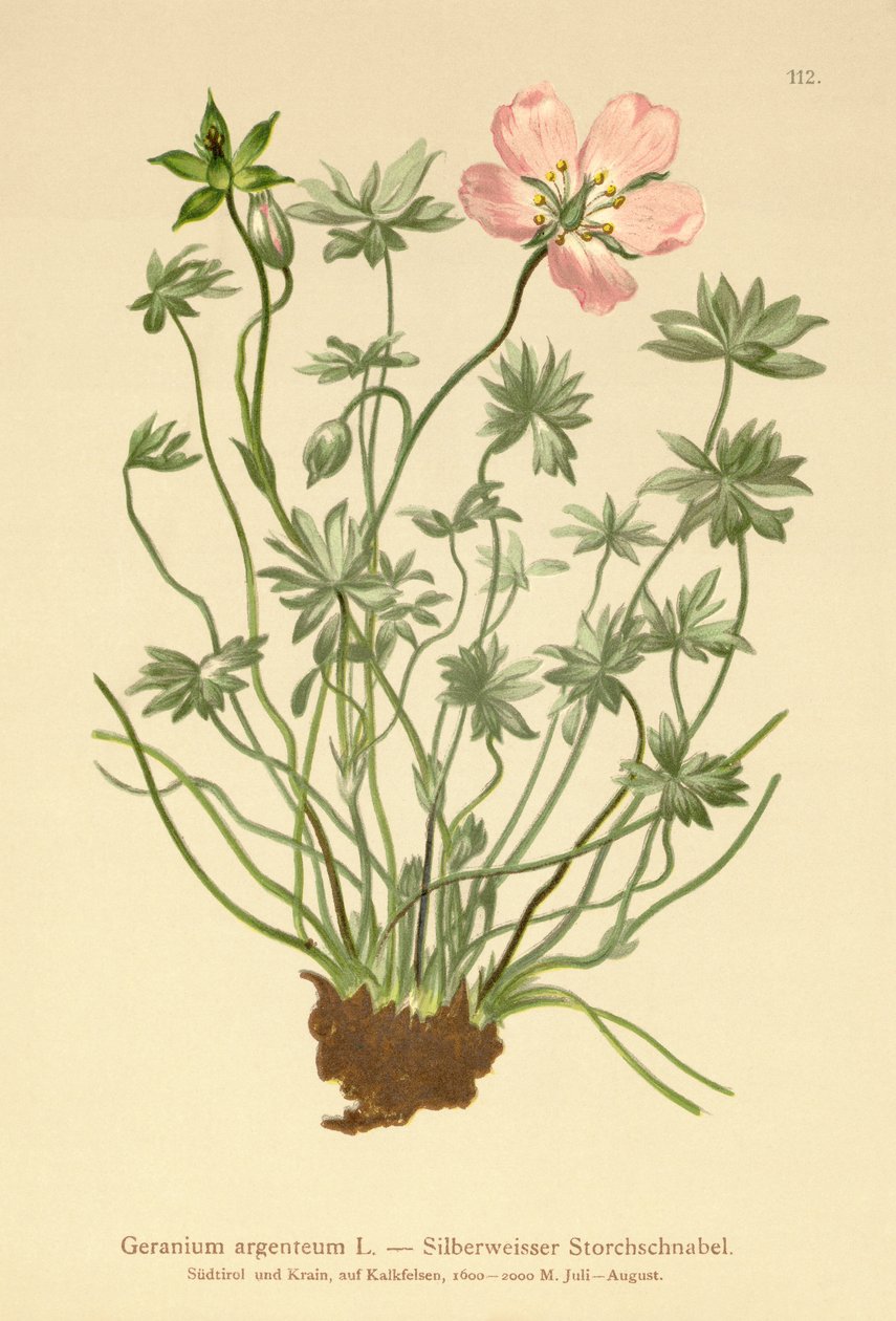 Geranio argenteo (Geranium argenteum) da German School