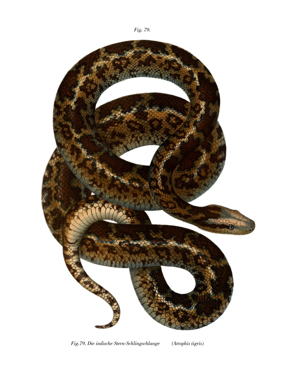 Serpente da German School