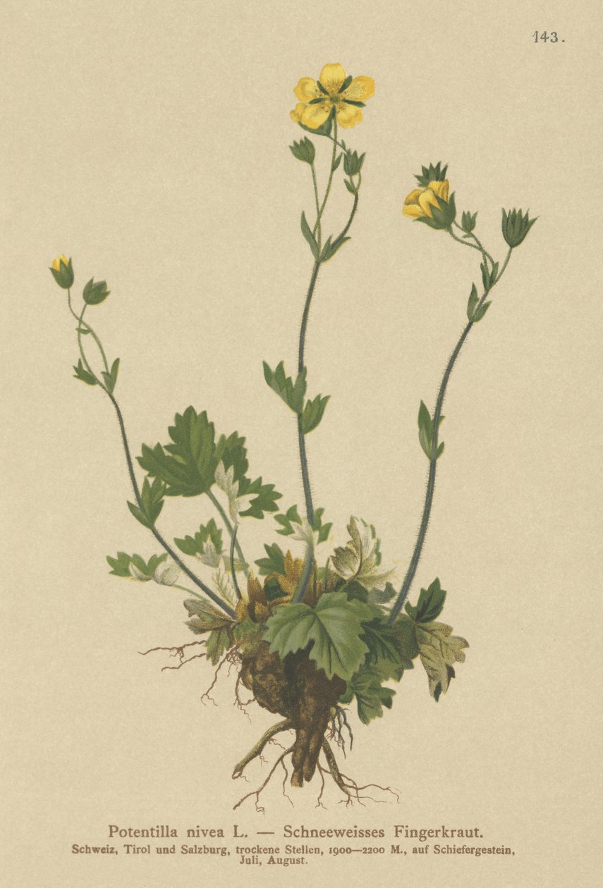 Cinquefoil niveo (Potentilla nivea) da German School