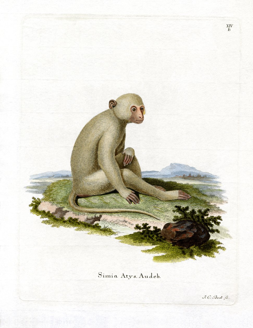 Mangabey fuligginoso da German School