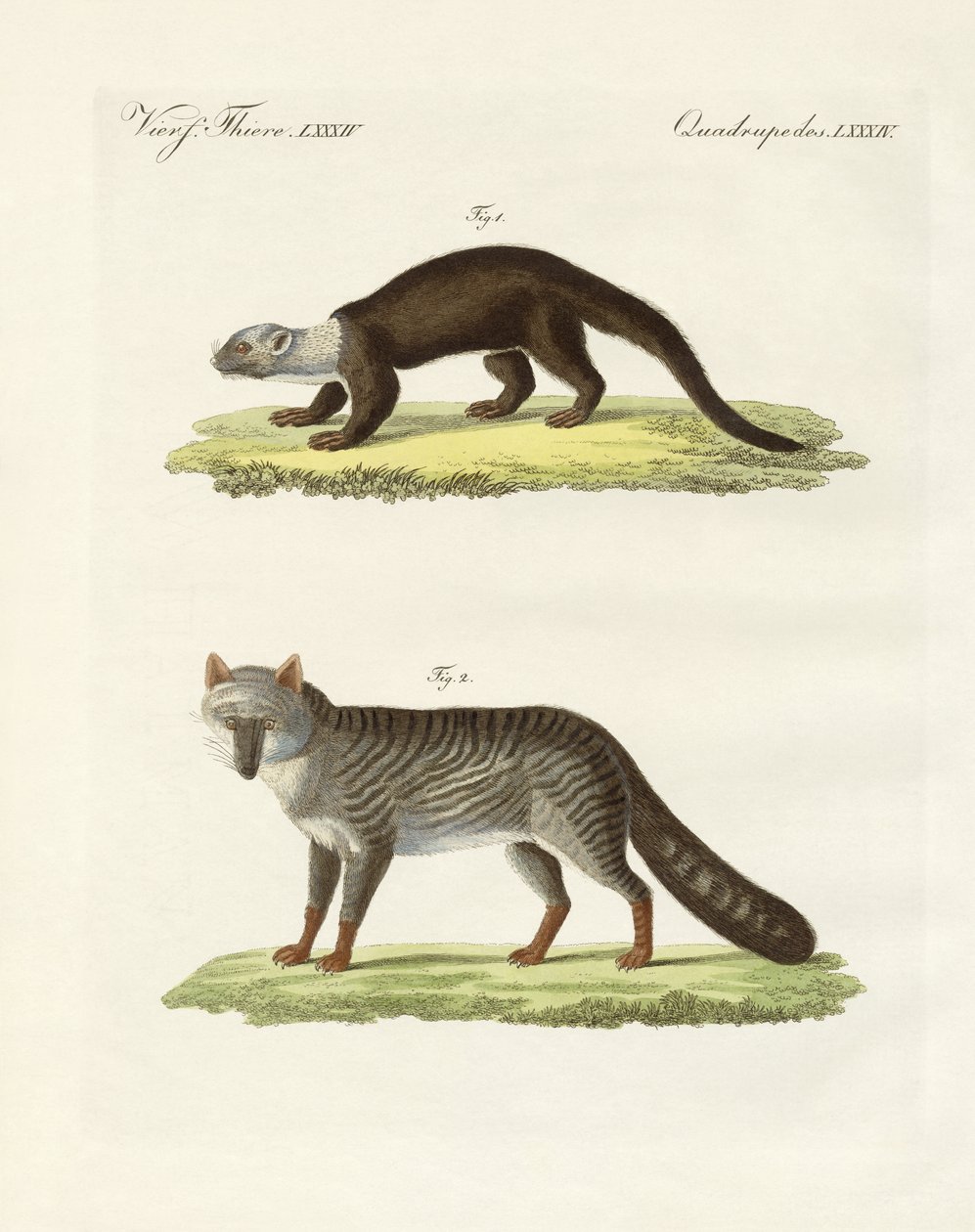 Animali sudamericani da German School