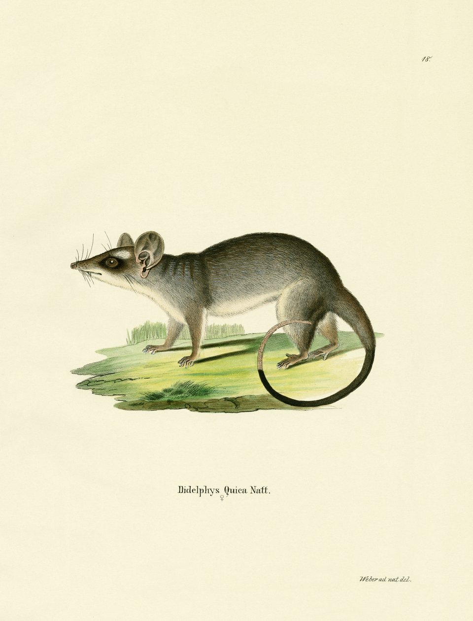 Opossum sudorientale a quattro occhi da German School