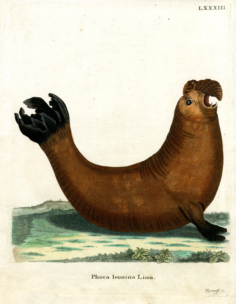 Elefante Marino del Sud da German School