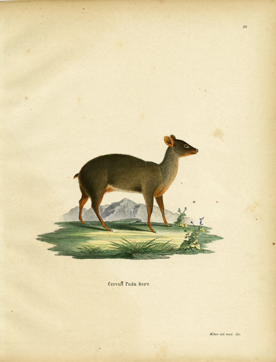 Pudu meridionale da German School