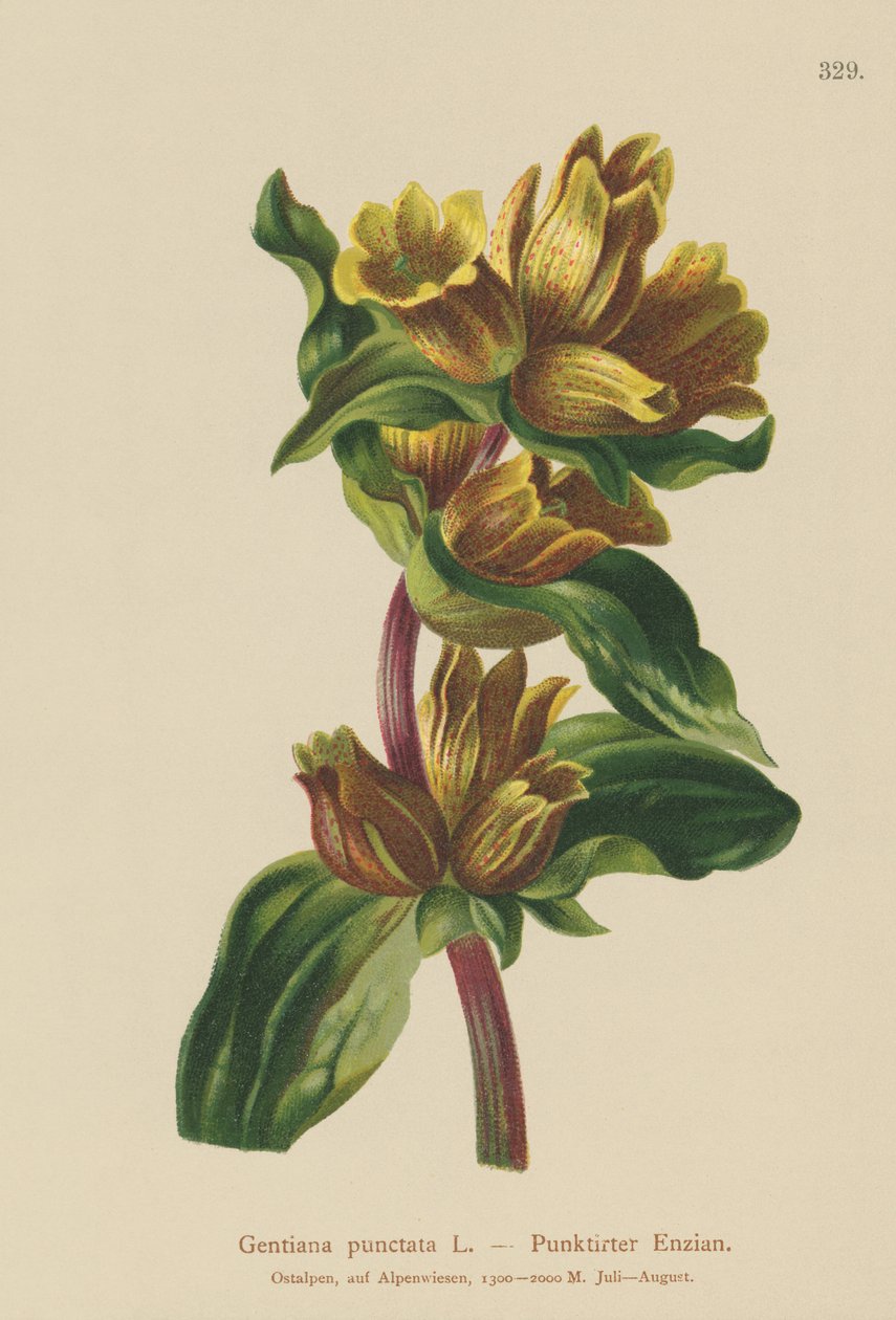 Genziana maculata (Gentiana punctata) da German School