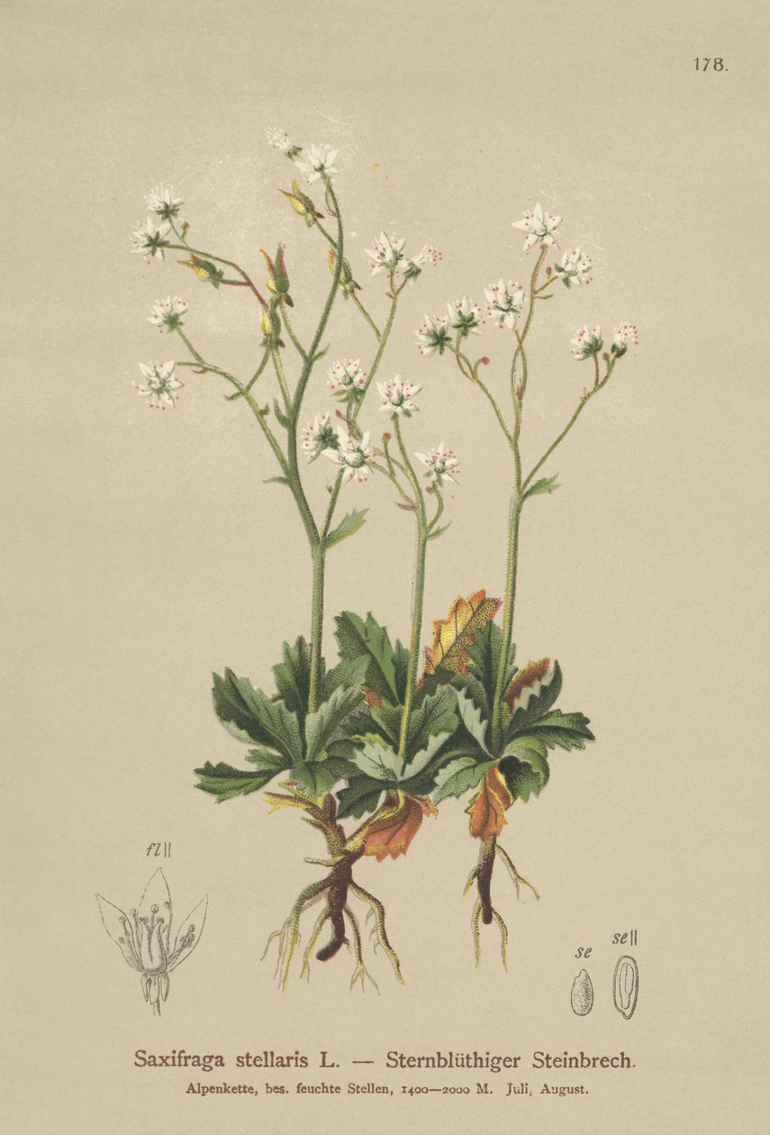 Sassifraga stellata (Saxifraga stellaris) da German School