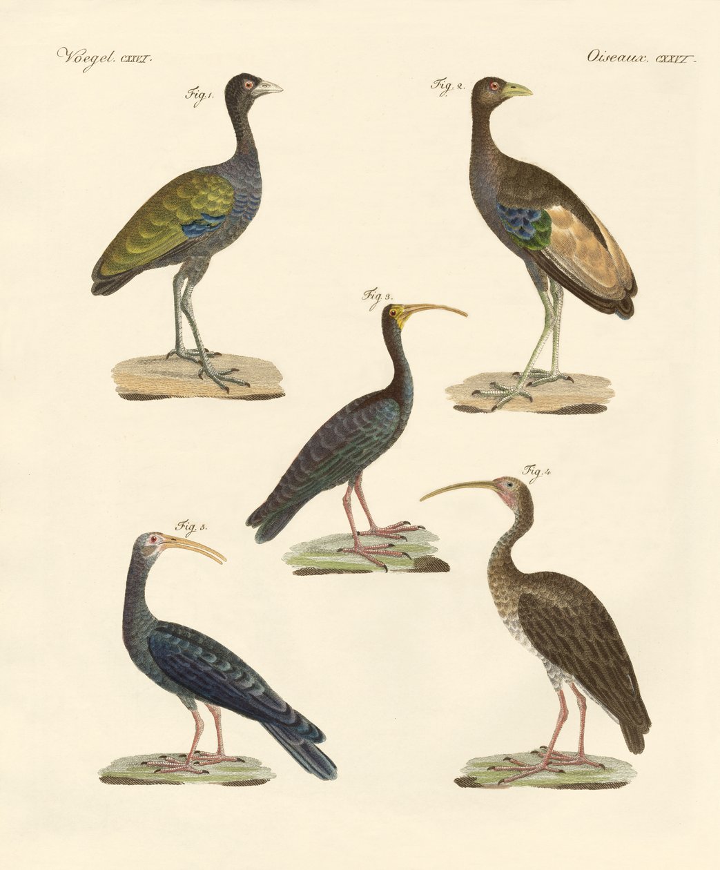 Strani uccelli brasiliani da German School