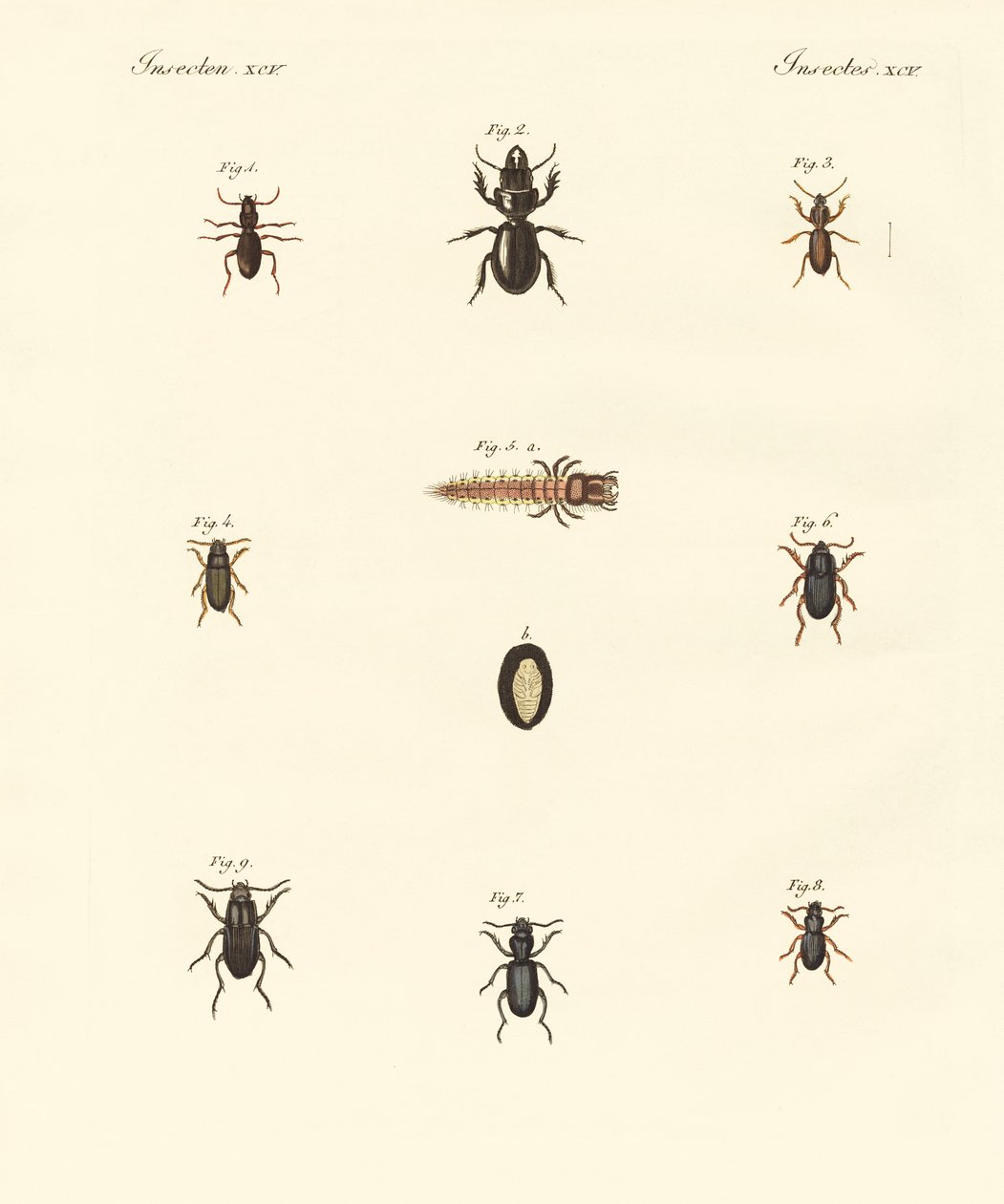 Strani coleotteri da German School