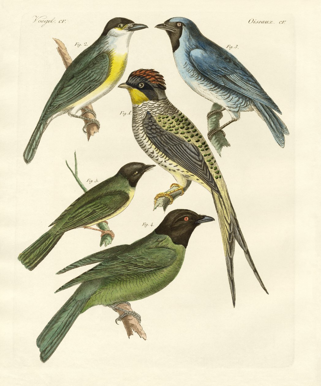 Strani uccelli da German School