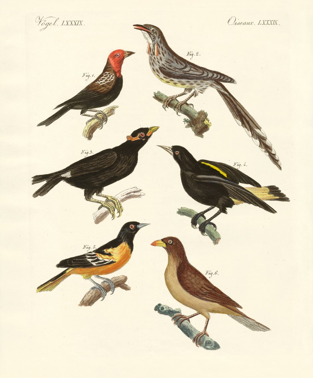 Strani uccelli da German School