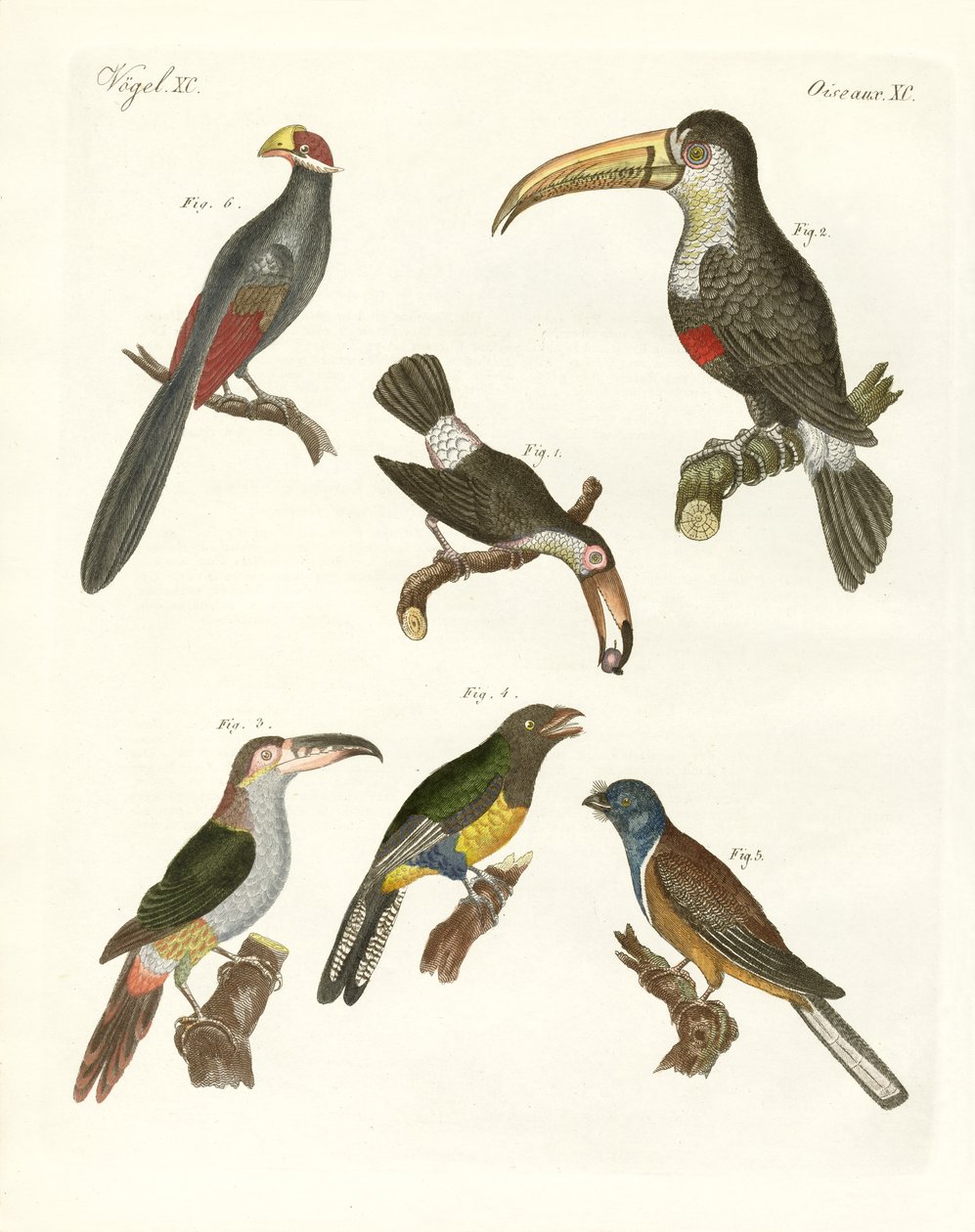 Uccelli strani da German School
