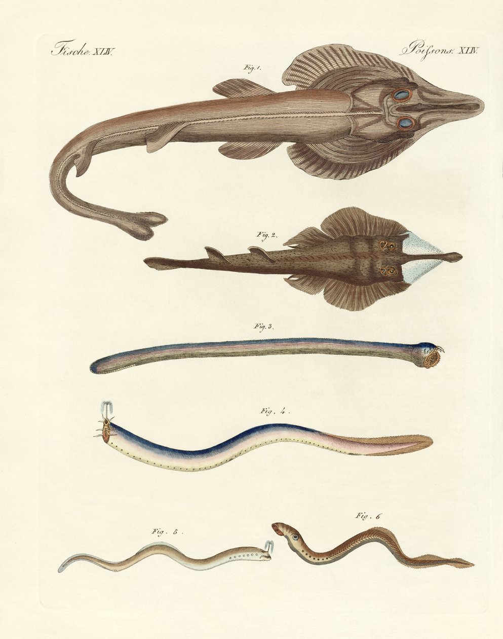 Strani pesci cartilaginei (incisione colorata) da German School
