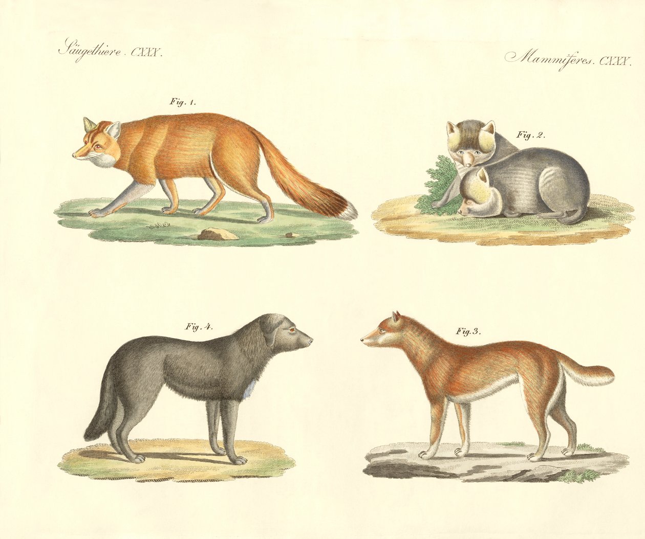 Strani cani e volpi da German School