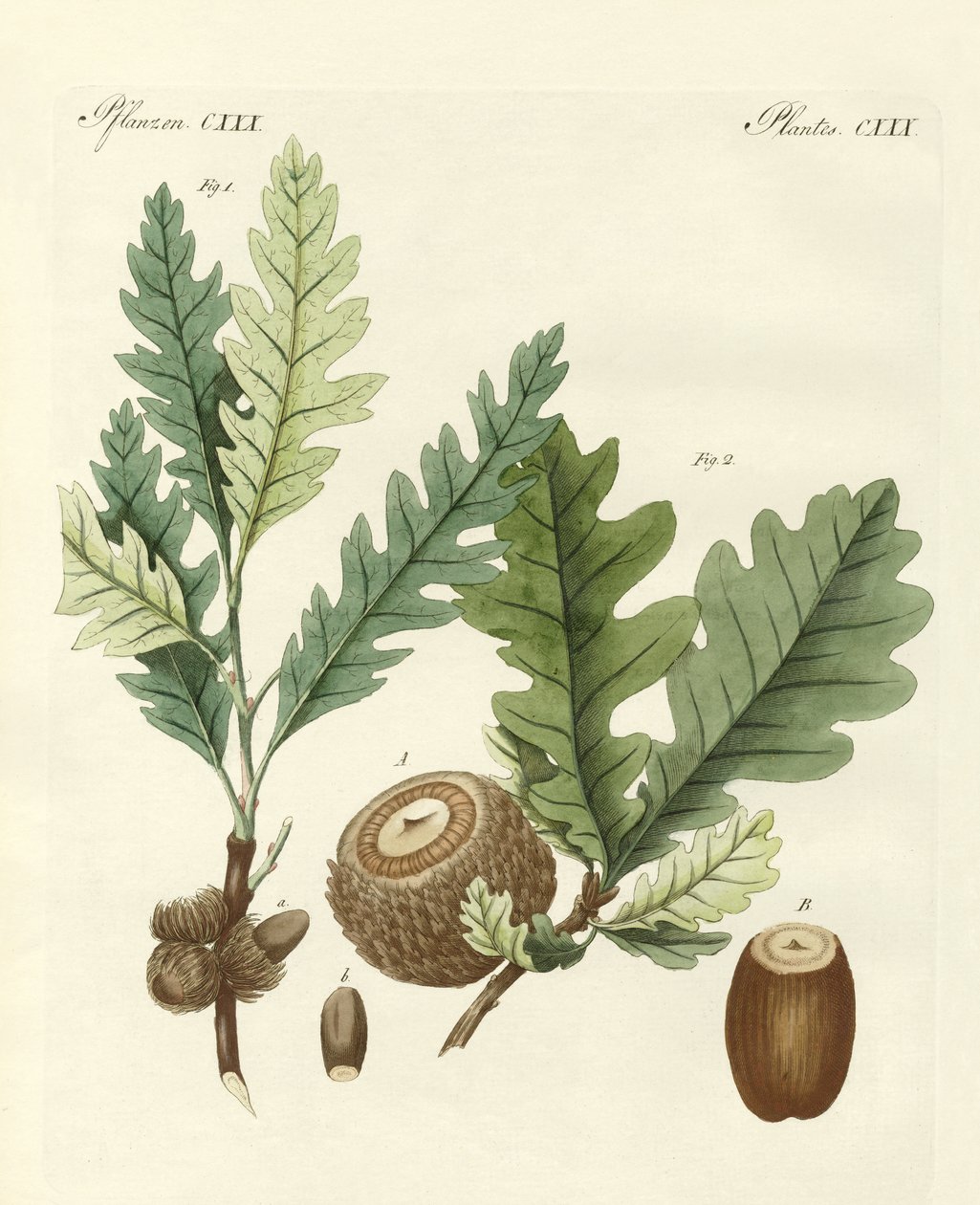 Querce straniere (incisione colorata) da German School