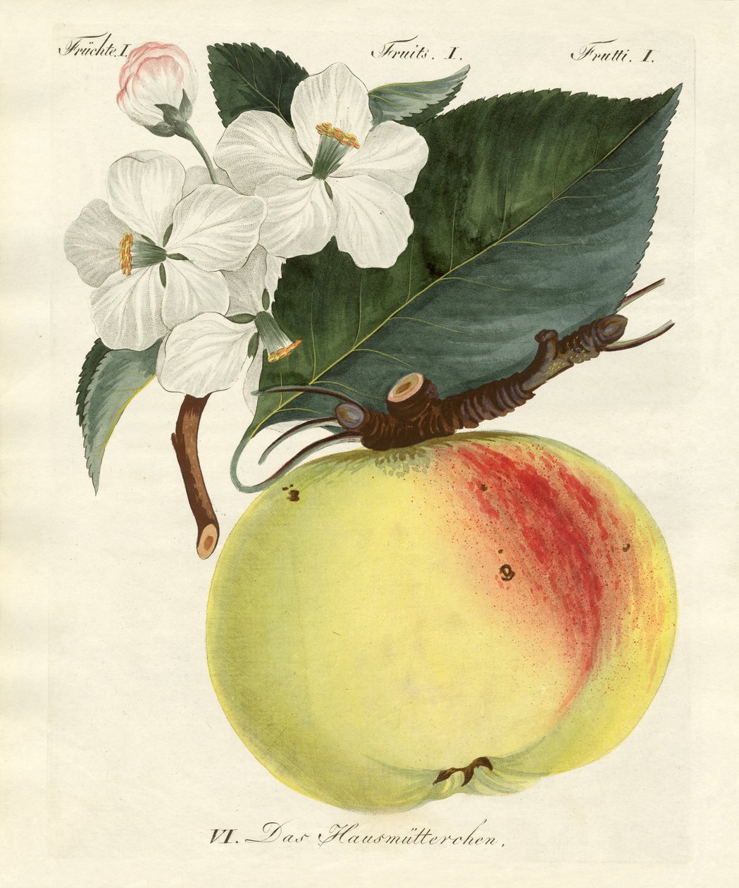 Frutti strani da German School