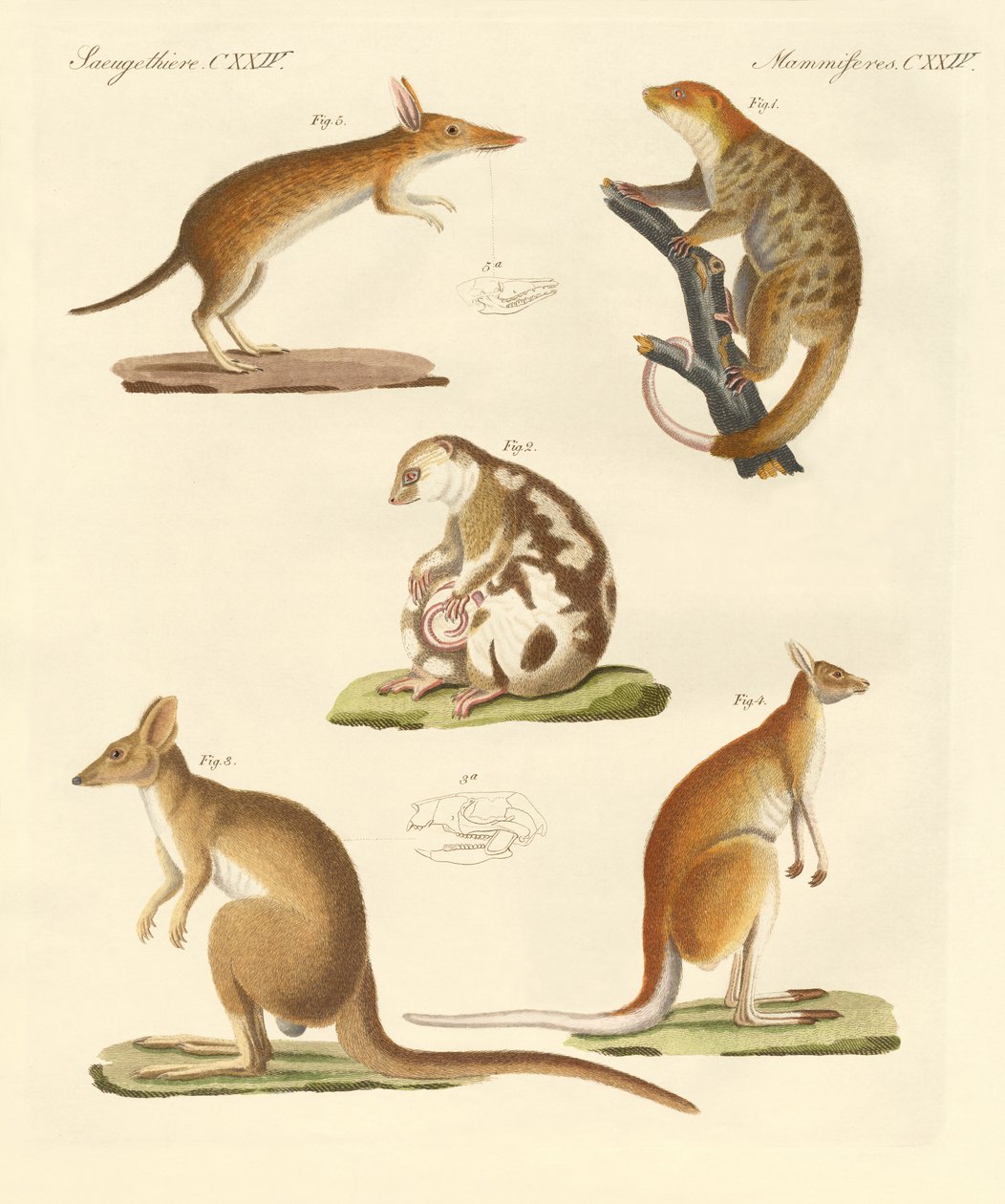 Strani marsupiali da German School