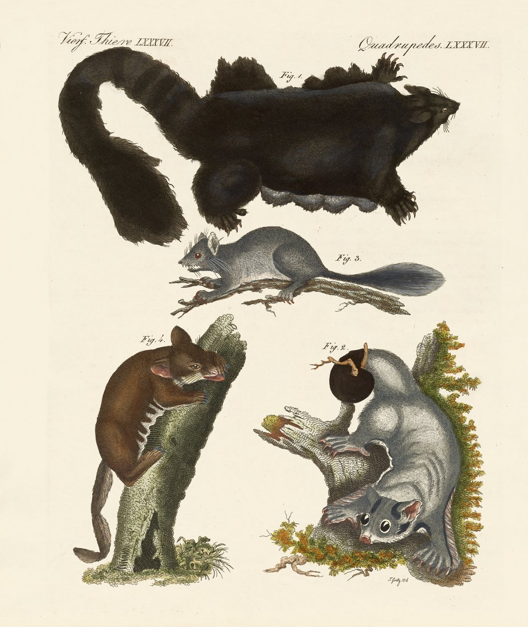 Marsupiali strani da German School