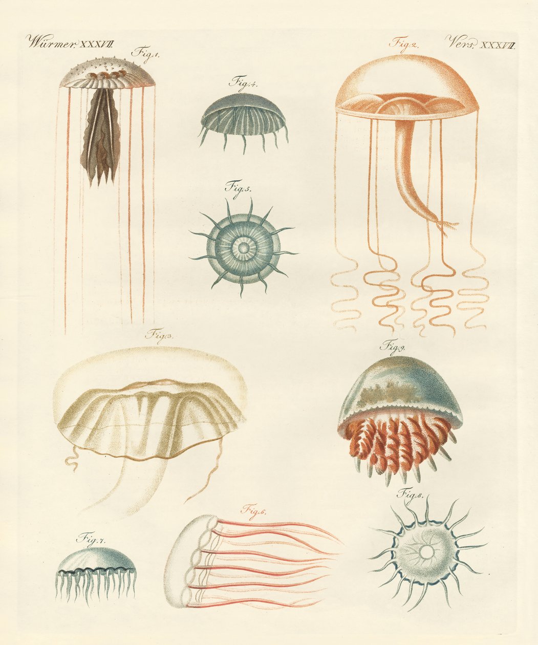 Strane meduse da German School