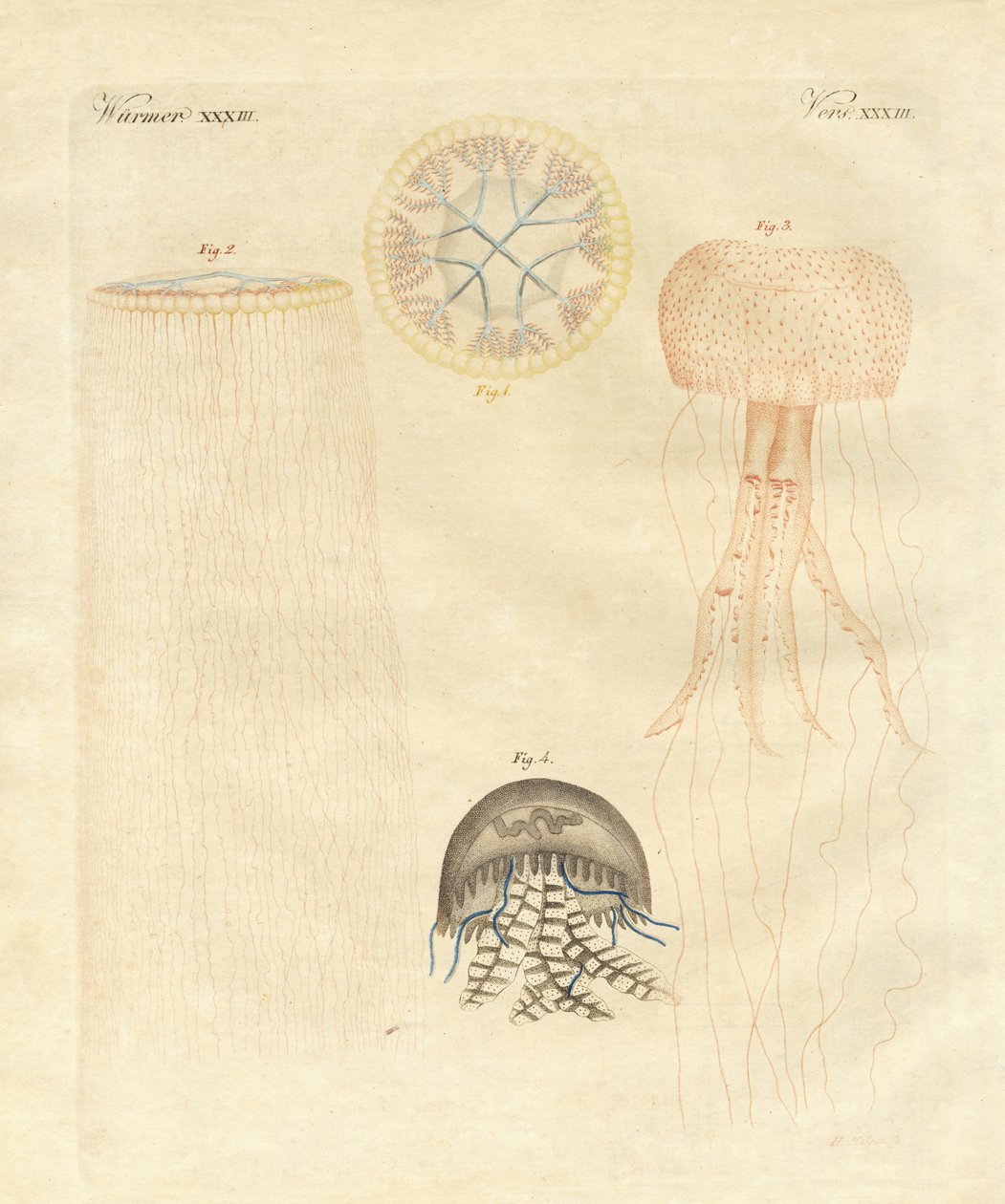 Strane meduse da German School