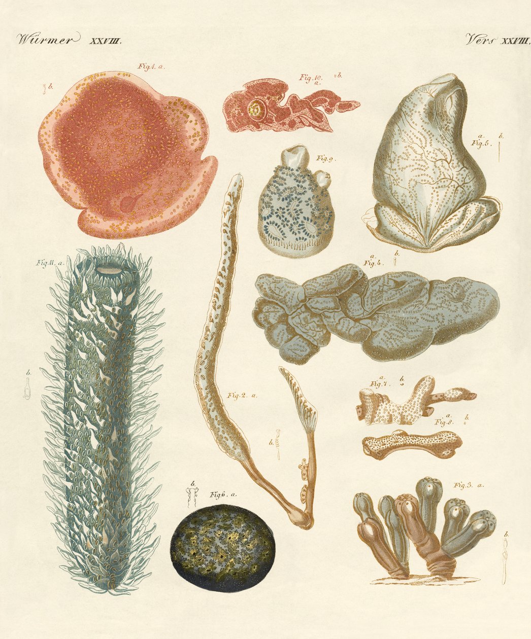 Molluschi strani da German School