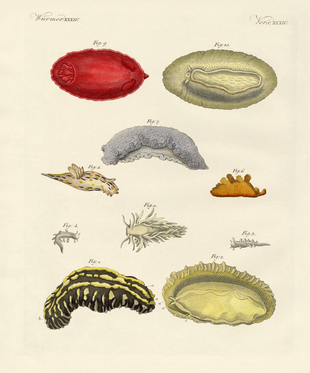 Strani molluschi da German School