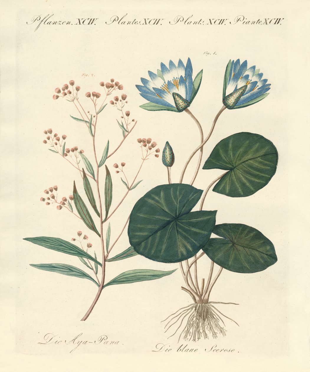 Piante strane da German School
