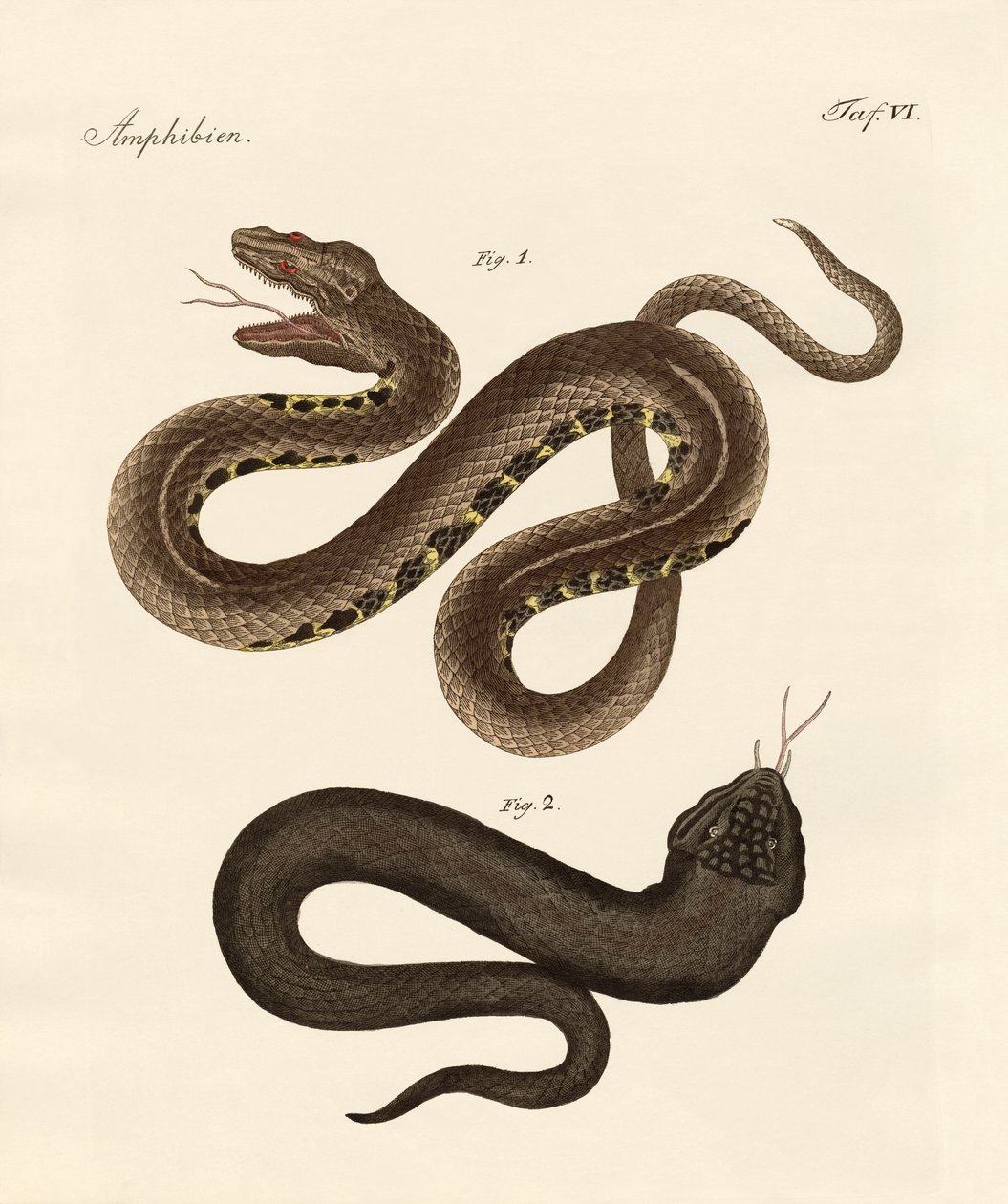 Strano serpente da German School