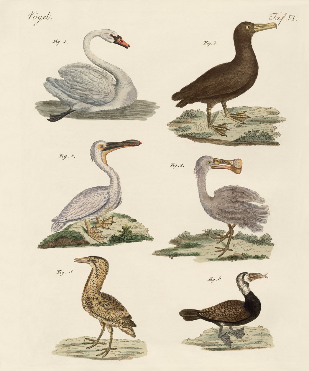 Strani uccelli acquatici da German School