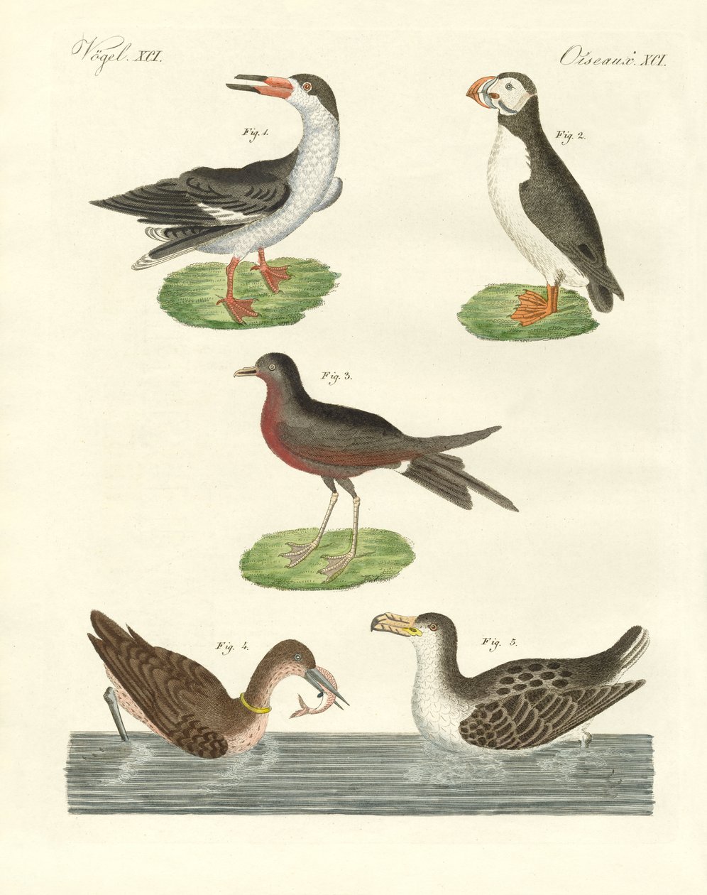 Uccelli acquatici strani da German School