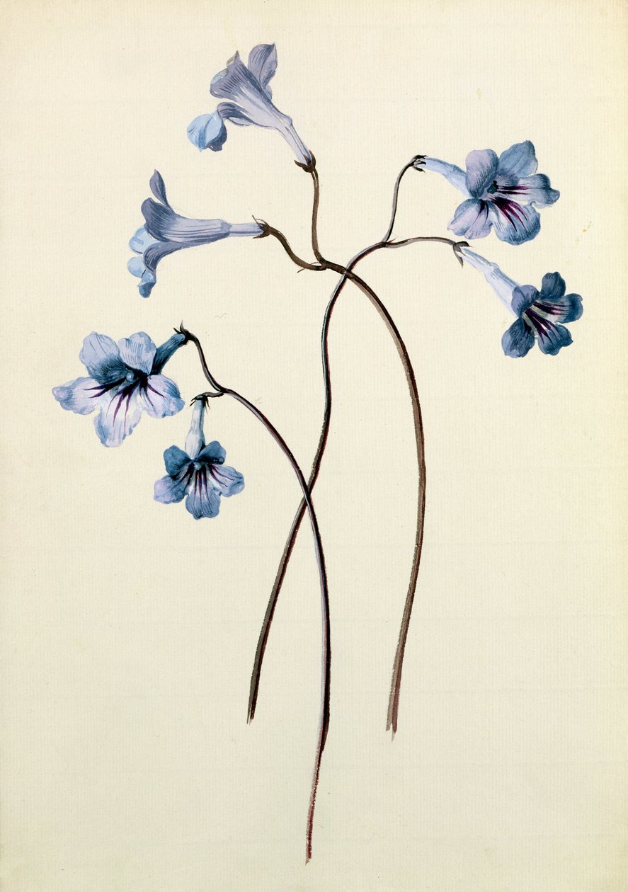 Streptocarpus, c.1790 da German School
