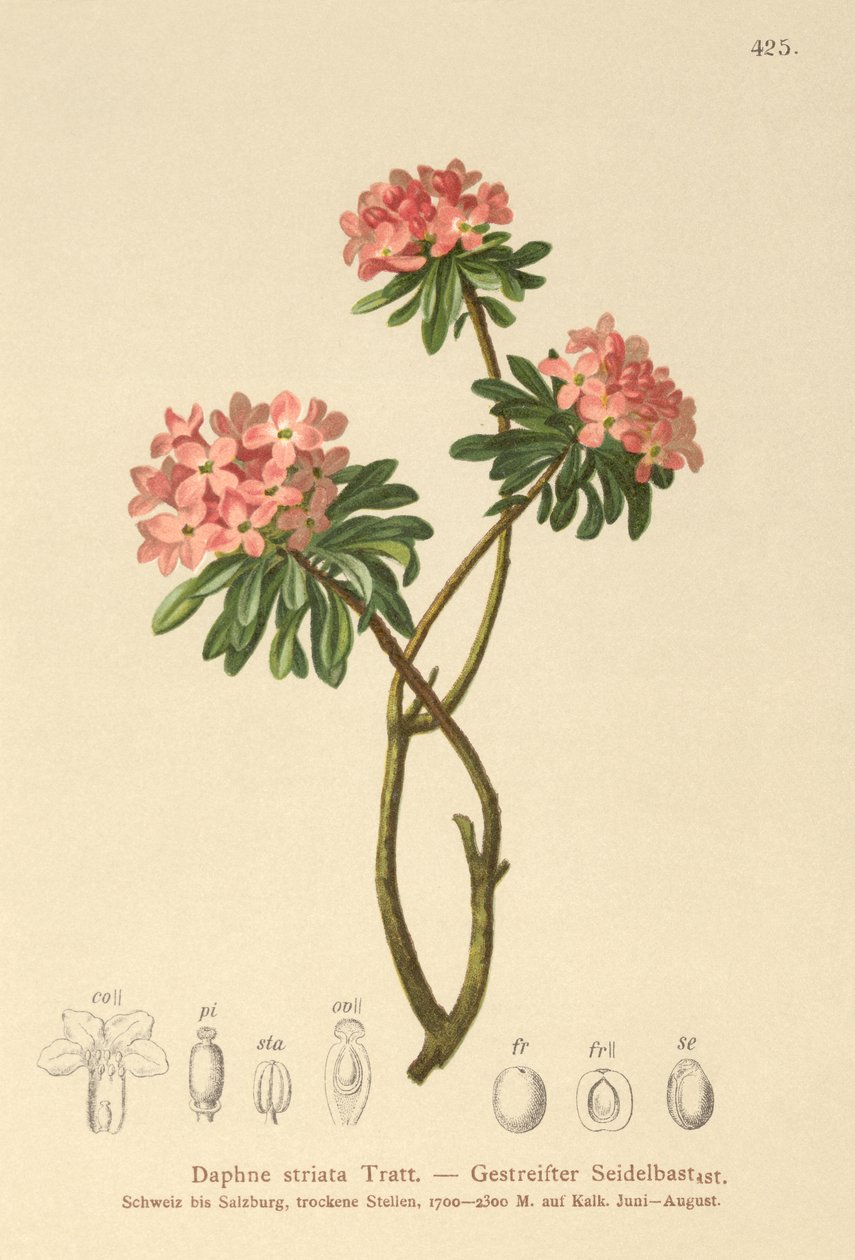 Daphne striata da German School