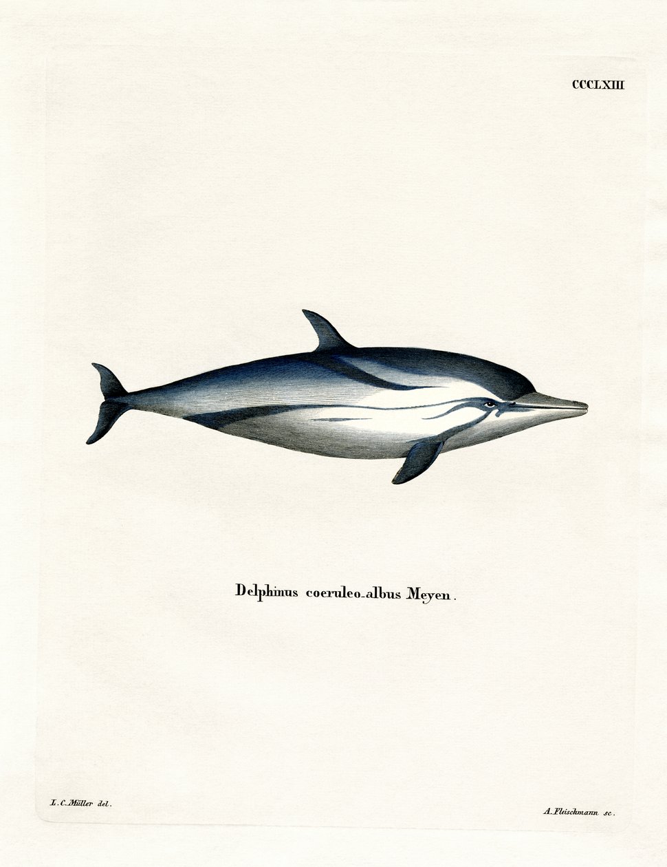 Delfino Striato da German School