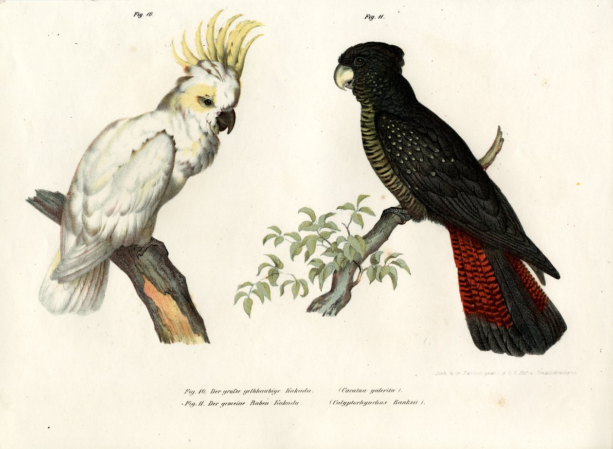 Cacatua Crestagialla, 1864 da German School