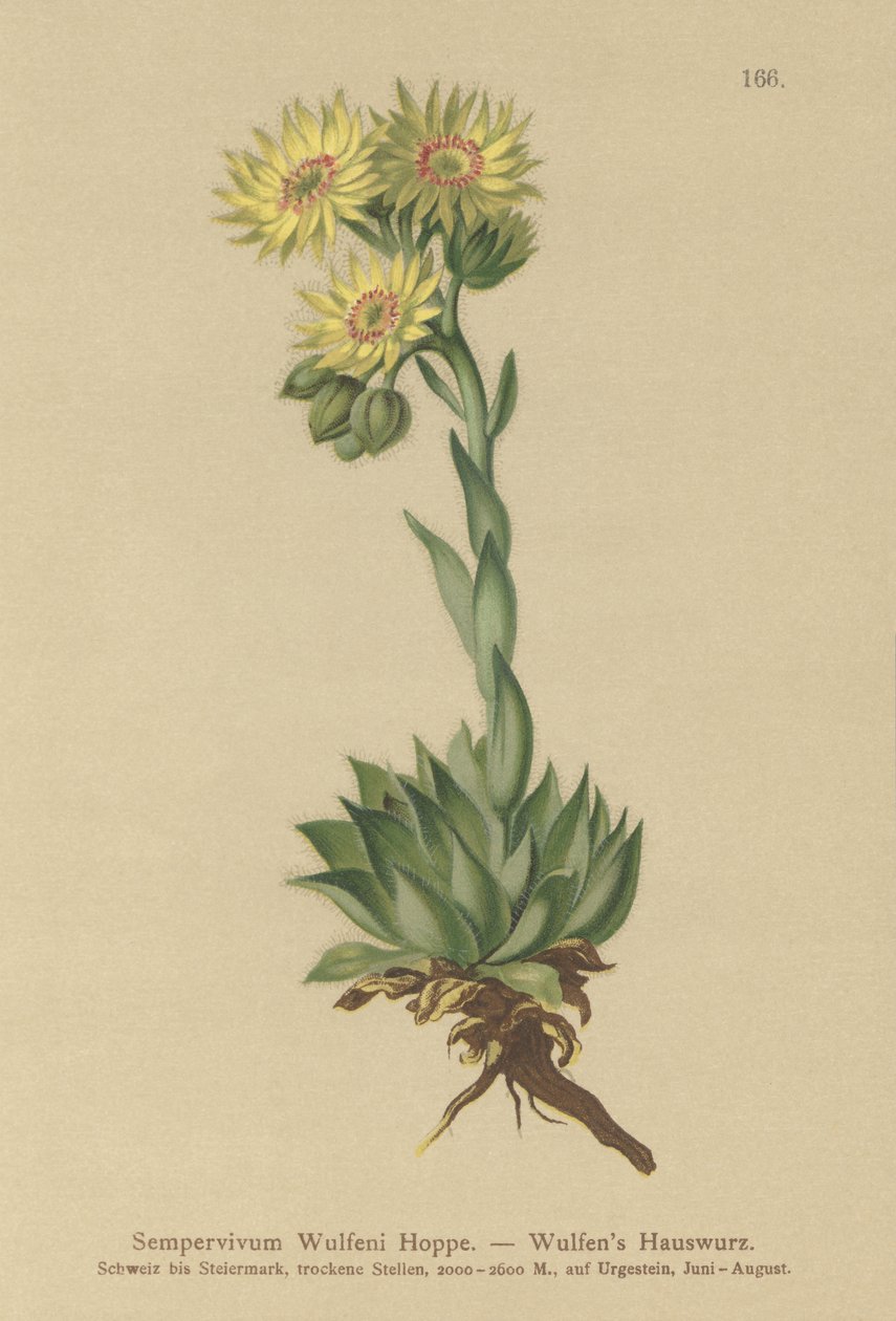 Semprevivo del sole (Sempervivum Wulfenii) da German School