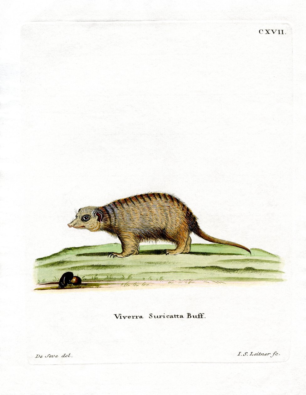 Suricata da German School