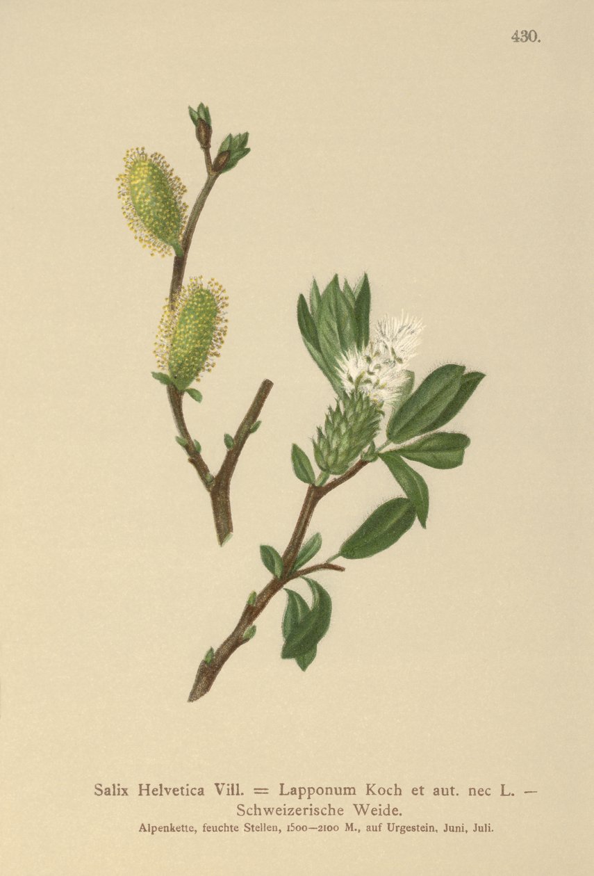 Salix Helvetica, Salix Lapponum da German School