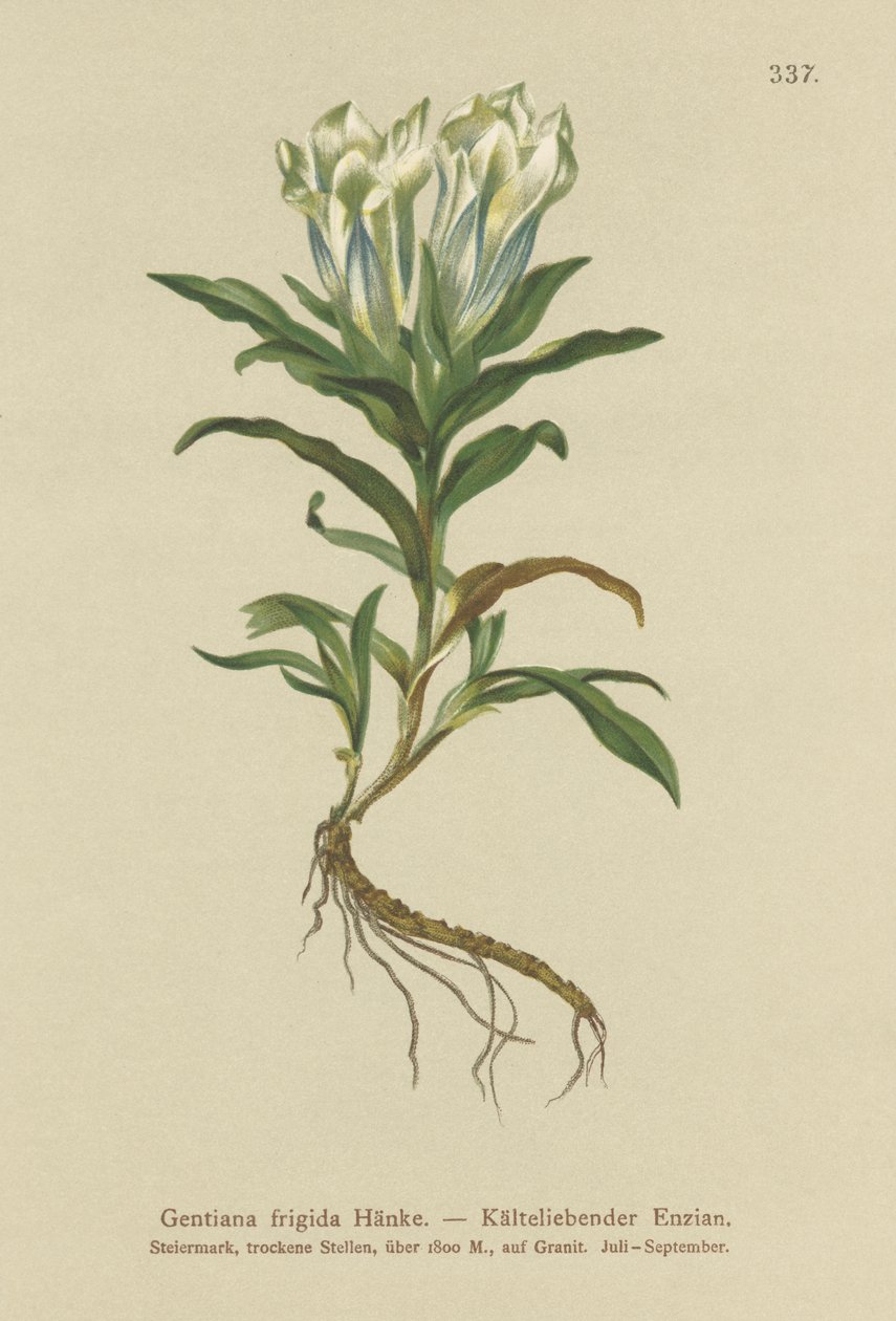 Genziana dei Tauri (Gentiana frigida) da German School