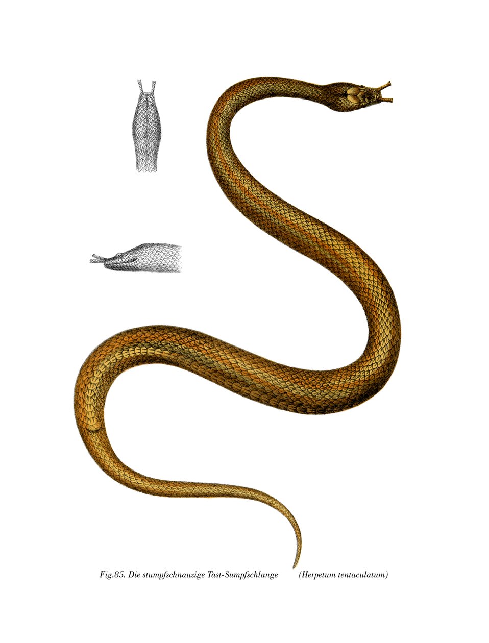Serpente tentacolo da German School